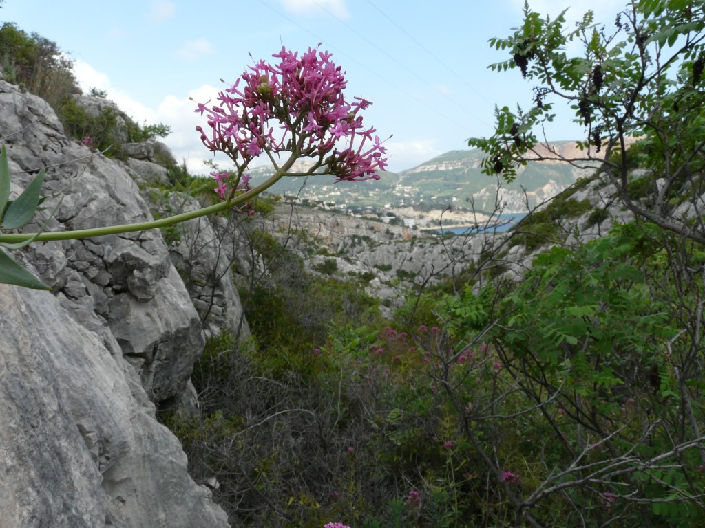 Cassis, 30-05-08, 17-03.jpg